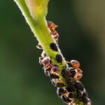 ants-5344956_1280