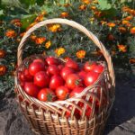 harvest-523656_1280